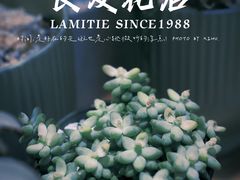 -良友花店(天目山路店)