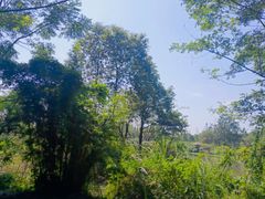 -桤木河湿地公园