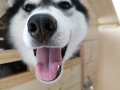 -Husky Go! 哈士奇体验馆·宠物咖啡厅狗咖