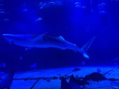 -烟台海昌鲸鲨海洋公园