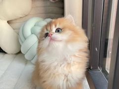 -欣宠猫屋·矮脚拿破仑·蓝金金渐层