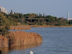 -华侨城湿地公园