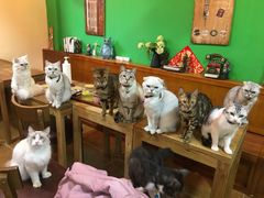 -李小姐の猫咖啡馆(五角场店)