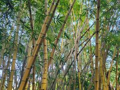 -野象谷景区