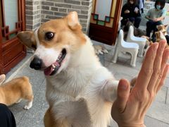 -柯斗斗主题餐厅·狗咖·围炉煮茶·茶饮(国瑞升平里店)