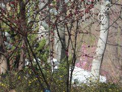 -北京麋鹿生态实验中心