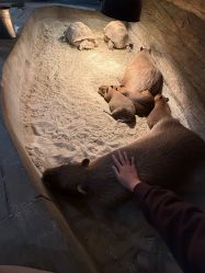 -Zoolung Zoolung动物主题公园(海信广场店)