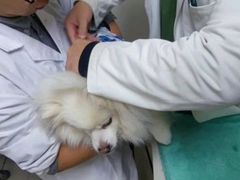 -宠颐生汉谟拉比宠物医院