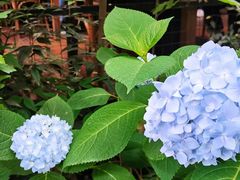 -宝翠花园餐厅(沙湖店)