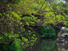 -西湖外事游船(花港观鱼码头)