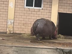 -合肥野生动物园
