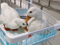 -怪兽屋·羊驼·猫咖·狗咖(俊华广场店)