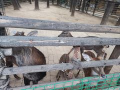 -石家庄市动物园