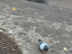 -埃菲尔铁塔