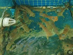 -兆辉木炭海鲜烧烤·海鲜小炒