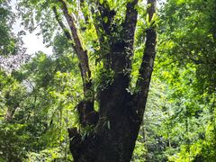 -瑞丽独树成林风景区