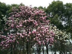 -昆山城市生态森林公园