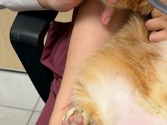 -宠颐生猫科·内科皮肤科(西平世纪城店)