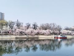 -桃花堤公园