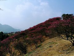 -新建村梅花