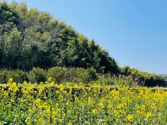 -桑洲油菜花景区