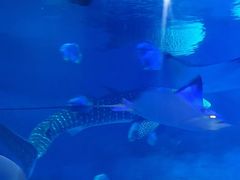 -烟台海昌鲸鲨海洋公园