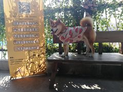-柴犬高等学院·狗咖·柴犬售卖·宠物训练
