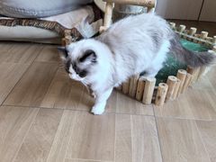 -唐小姐の私宠·宠物洗护美容·撸猫馆·购宠(周浦万达旗舰店)