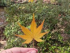 -秋霞圃