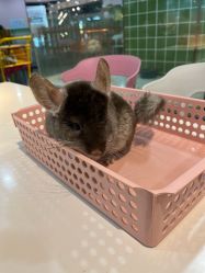 -Moni星球萌宠·小马宝莉·灵蛇·高端高阶全萌宠互动体验俱乐部(红豆国际广场店)