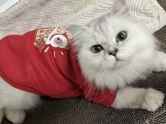 -猫大福·Fortune Cat猫舍(百子湾店)