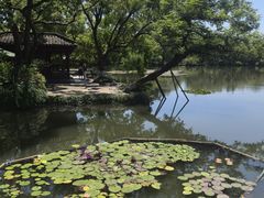 -西湖外事游船(花港观鱼码头)