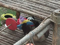 -大连森林动物园