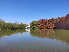 -上海海湾国家森林公园