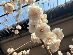 -红螺寺
