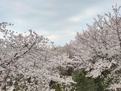 -苏州上方山国家森林公园