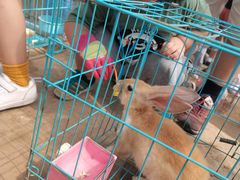 -前小桔亲子创意农场·草莓采摘·露营烧烤