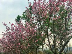 -天适樱花悠乐园