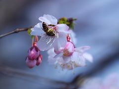 -上海鲁迅故居