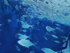 -上海海洋水族馆