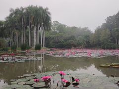 -中国科学院西双版纳热带植物园