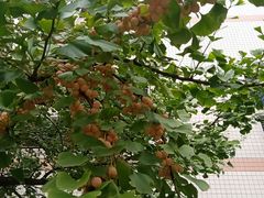 -四川大学(华西校区)