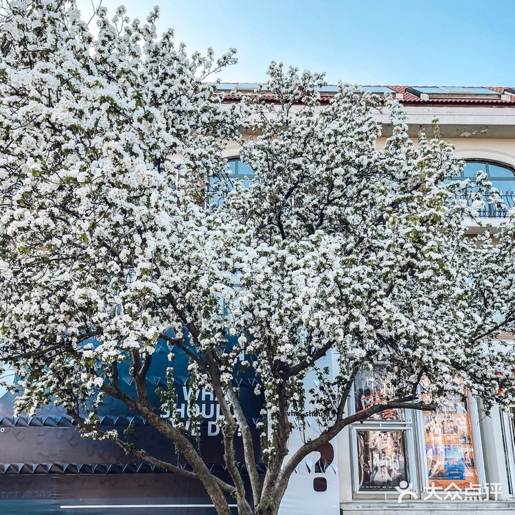 赏花攻略|绝美的白色海棠树下太浪漫了'🤍