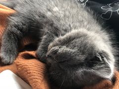 -喵zoo家庭繁育猫舍(尖东智能花园店)