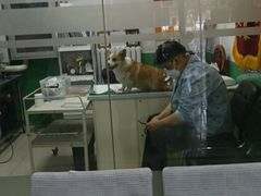 -利又安动物医院··老年病·猫科犬科·中兽医