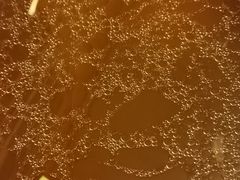 -乳仔牛牦牛汤锅 烤羊排(松潘古城店)