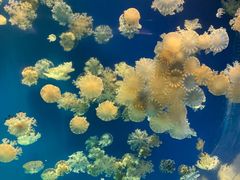 -海合安武汉极地海洋公园
