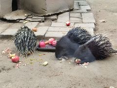 -青藏高原野生动物园