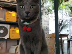 -喵屿·大理花园猫咖