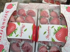 -田趣农庄草莓采摘园